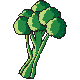 BROCOLI